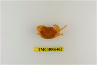 藏品(大里澤蟹)的圖片